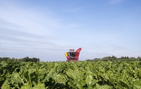 Sugar beet field