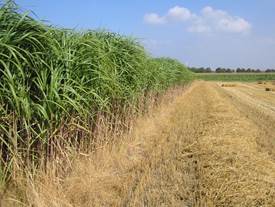 Miscanthus