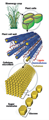 Lignocellulose