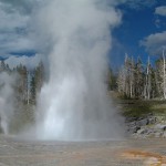 Grand Geyser in Yellowstone National Park, location of some very interesting marine organisms.