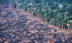 Logging tropical rain forest in Brazil