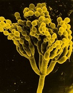 Penicillium