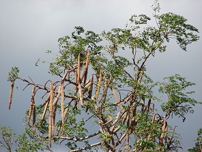 Moringa tree