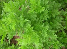 Artemisia annua