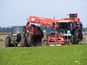 Dutch agriculture