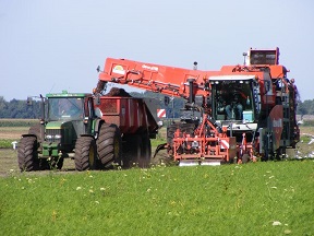 Dutch agriculture