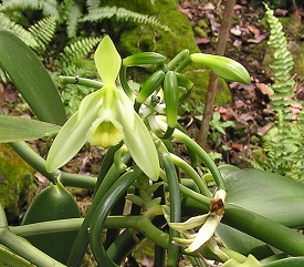 Vanilla orchid