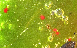 Olieproducerende algen