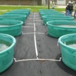 Algae test site (photo: Rice University)