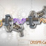 De Chinese onderzoekers maken gebruik van de CRISPR techniek (beeld: NIH).