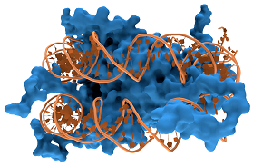 DNA en histonen