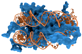 DNA and histones