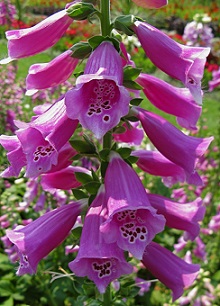 Digitalis