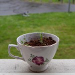 This picture of a teacup was the winner of a recent What does Sustainabiloity Mean for You photo contest by Green Office Utrecht.