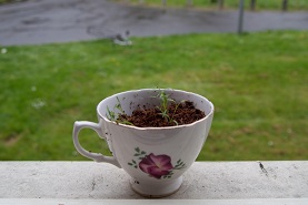 Teacup as image of sustainability