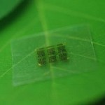 Een chip van cellulose nanofibril (CNF) op een blad. Foto: Yei Hwan Jung, Wisconsin Nano Engineering Device Laboratory.