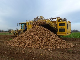 Sugar beet