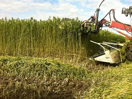 Hemp harvesting