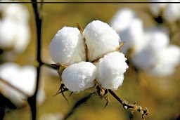 BT cotton