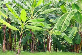 Banana plantation