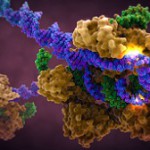 Enhanced picture of the CRISPR mechanism.