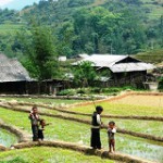 Precision agriculture in rice fields will raise yields and lower the environmental impact, because not enough reesources are left for counterproductive processes.