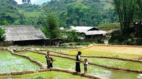 Rice fields