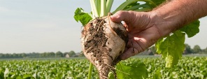 Sugar beet