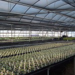 Breeders' rights, patents and genetic modification