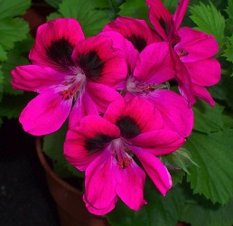 Pelargonium