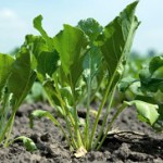 Sugar beet in the biobased economy