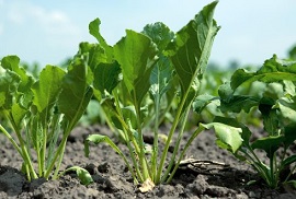 Sugar beet in the biobased economy