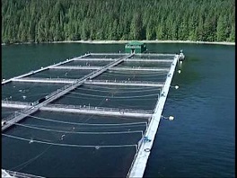 Algae for fish farms