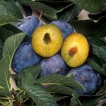 Plums genetically engineered for resistance to plum pox, a disease carried by aphids.
