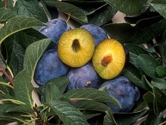 Genetically engineered plums