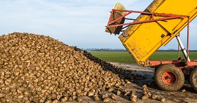 Sugar beets