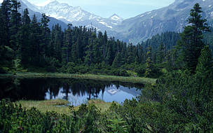 Alpine forest. Photo courtesy WWF