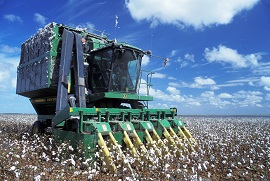 Cotton harvest