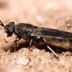 Black soldier fly eats waste