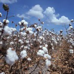 Fibres of the future (1): cotton and its limits