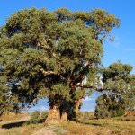Eucalyptus (hier: een prachtexemplaar uit Australië) is de grondstof voor de Tencel cellulosevezels van Lenzing.
