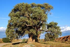 Eucalyptus cellulosic fibres