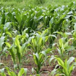 Maïsplanten met zinktekort (voorgrond) en gezonde planten (achtergrond).