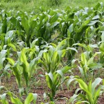 Micronutrients deficient maize plants