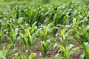 Micronutrients deficient maize plants