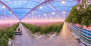 precision horticulture greenhouse
