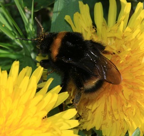 Bumble bee