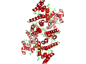 Structure of distrophyn, the absence of which in the muscles determines Duchenne muscular dystrophy.