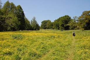 Bloemenweide