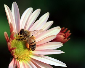 Bijensterfte is een groot probleem geweest voor bijenhouders.